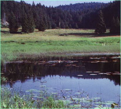 veduta del laghetto in estate