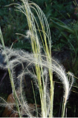 clicca per vedere la stipa valdemonensis